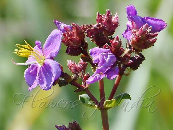 Assam Osbeckia